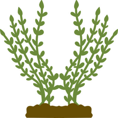 Plants 4 Thumbnail