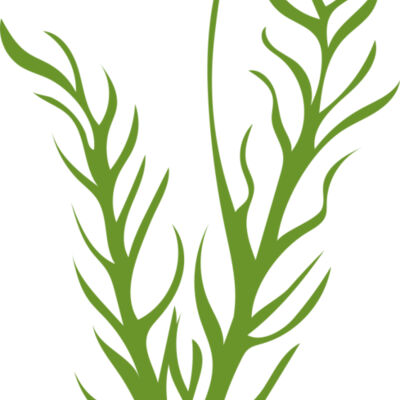 Leaves 8 Thumbnail